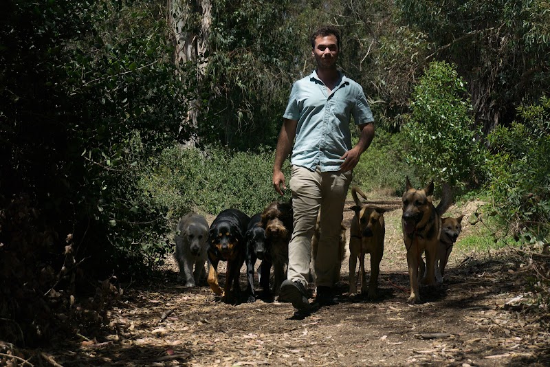 The Noble Dogs — photo 1