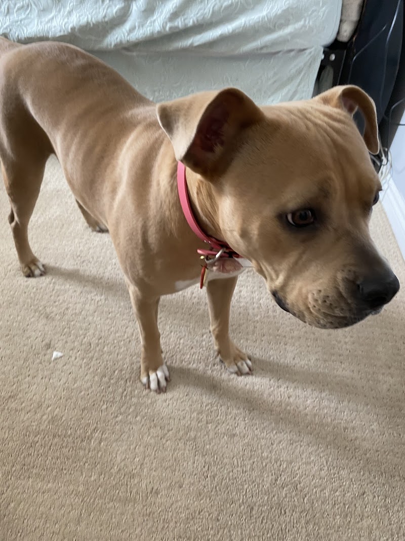 The Noble Dogs — photo 3