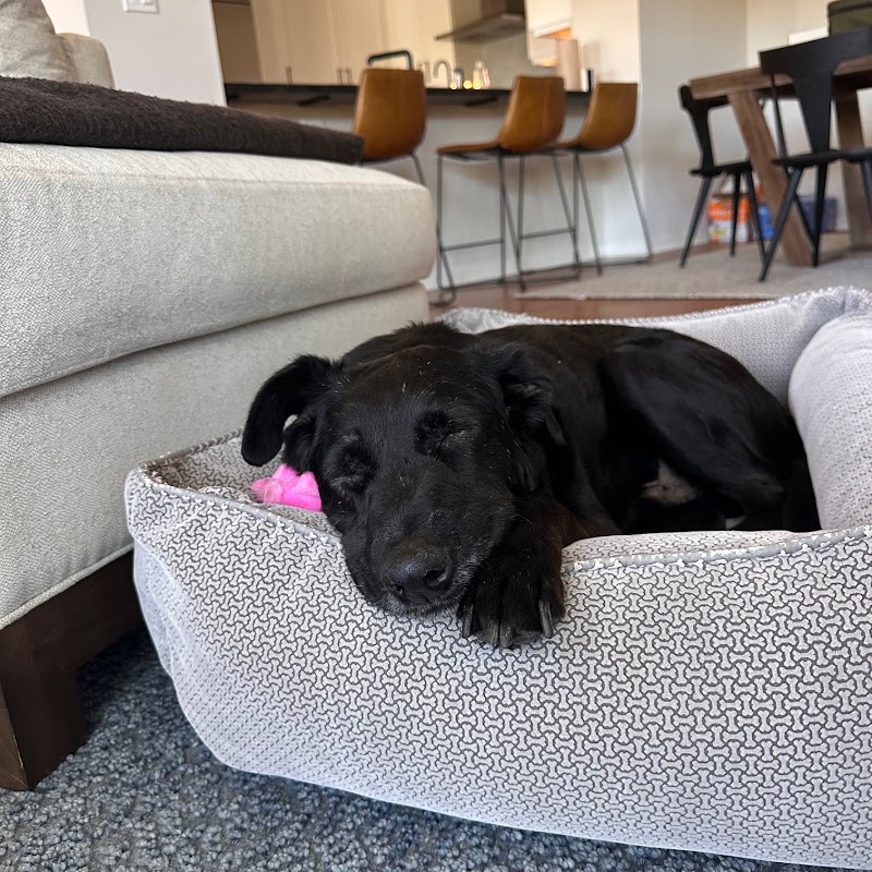 The Noble Dogs — photo 4