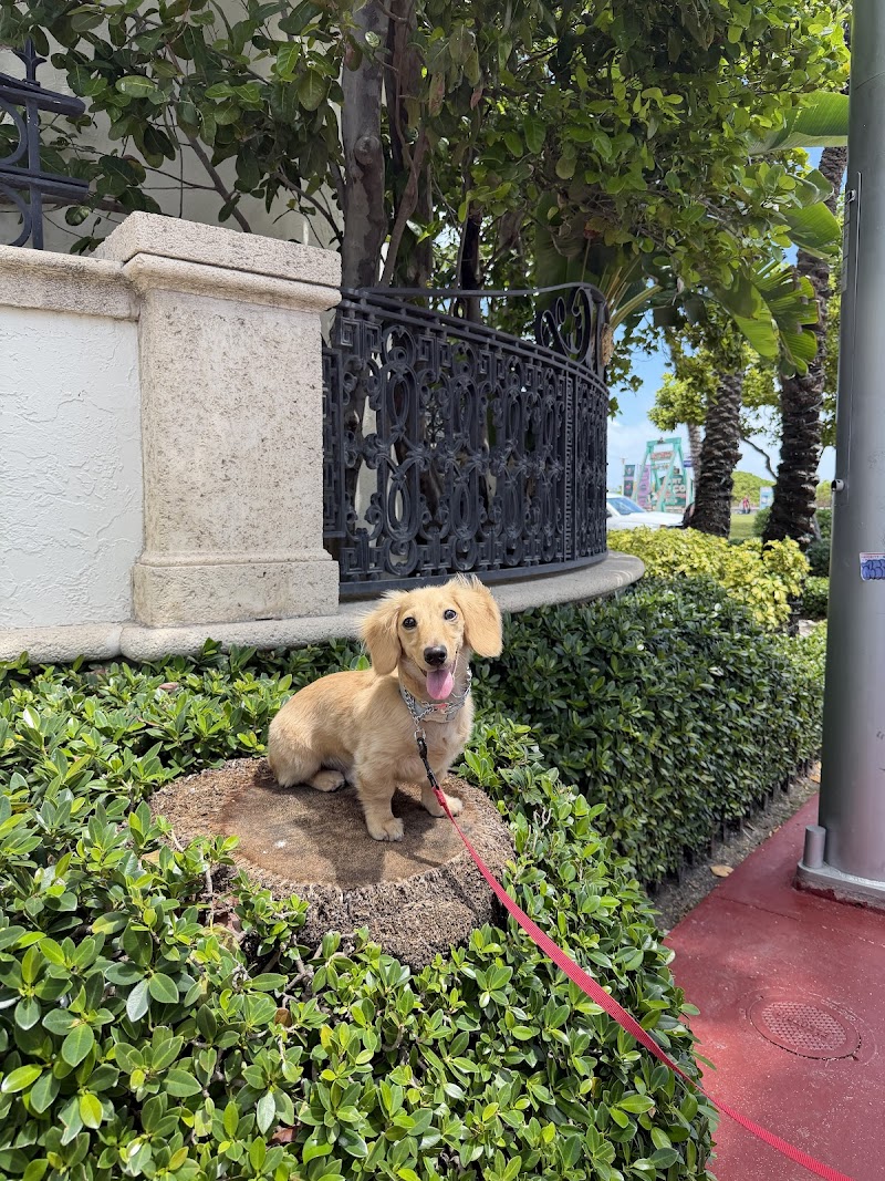 The Noble Dogs — photo 5