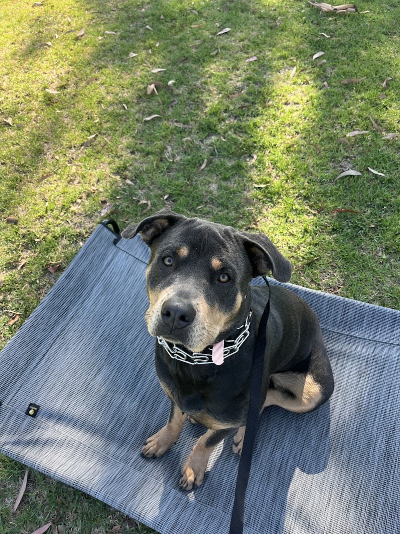 PawcificDogAcademy — photo 2