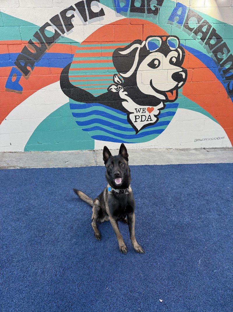 PawcificDogAcademy — photo 4