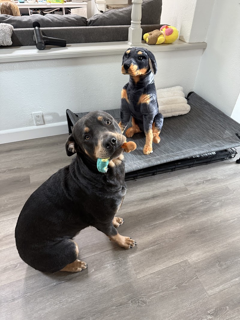 PawcificDogAcademy — photo 5