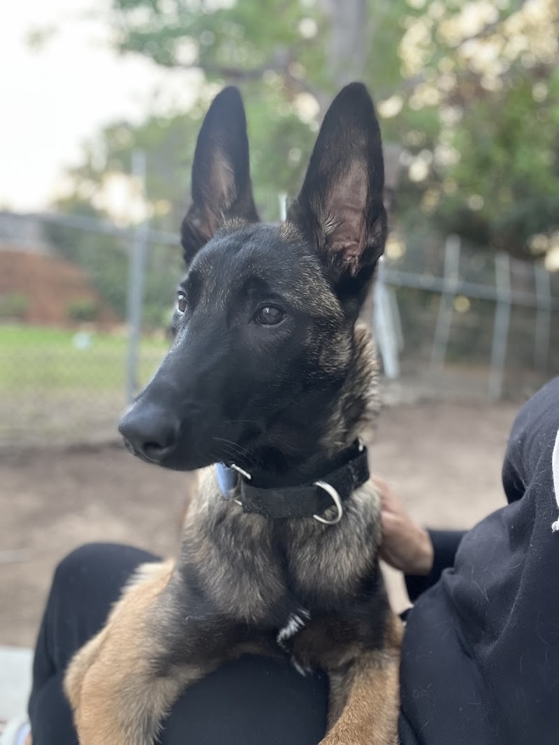 Fon's Canines Professional Dog Training and Sales — photo 3