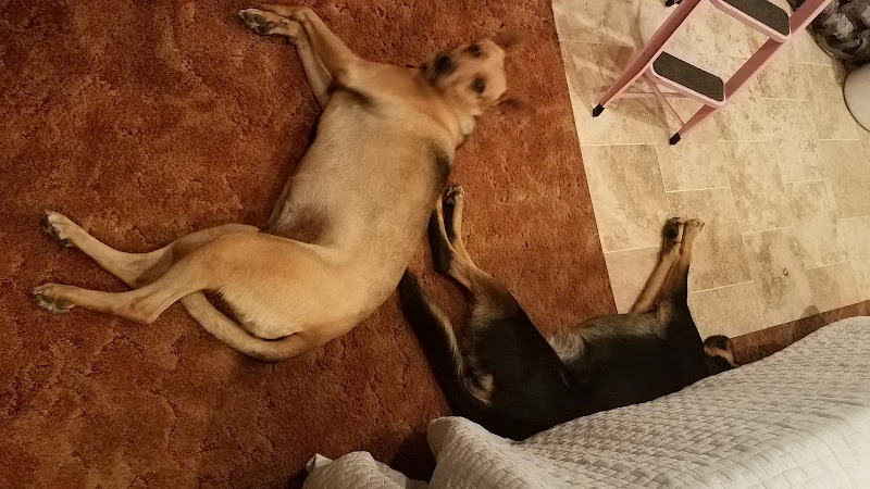 Happy Dog Happy Owner — photo 4