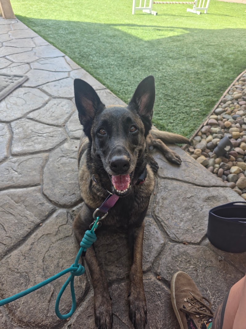 Happy Dog Happy Owner — photo 5