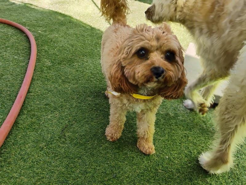 Fon Jon Dog Boarding and Daycare of San Diego — photo 1