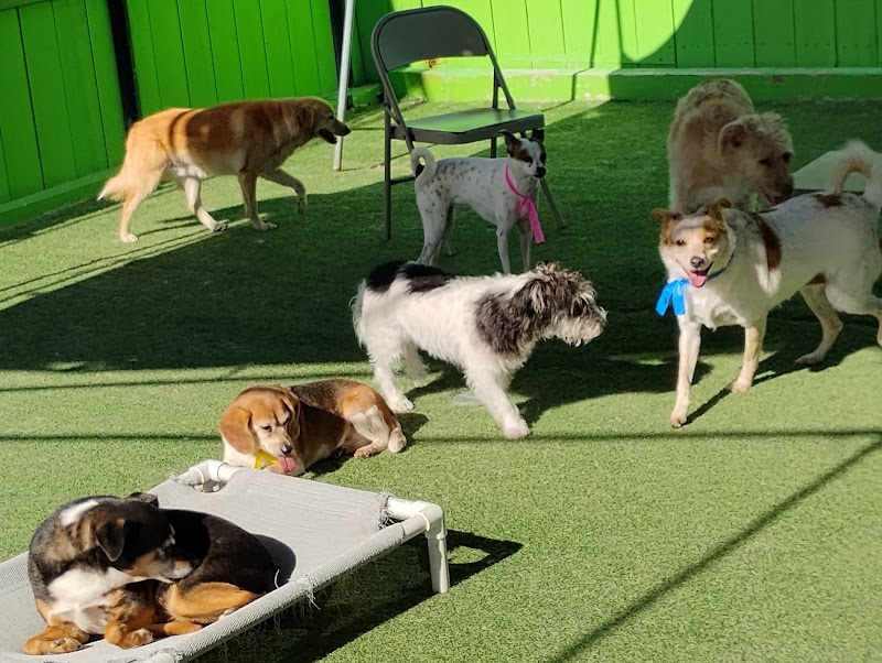 Fon Jon Dog Boarding and Daycare of San Diego — photo 2