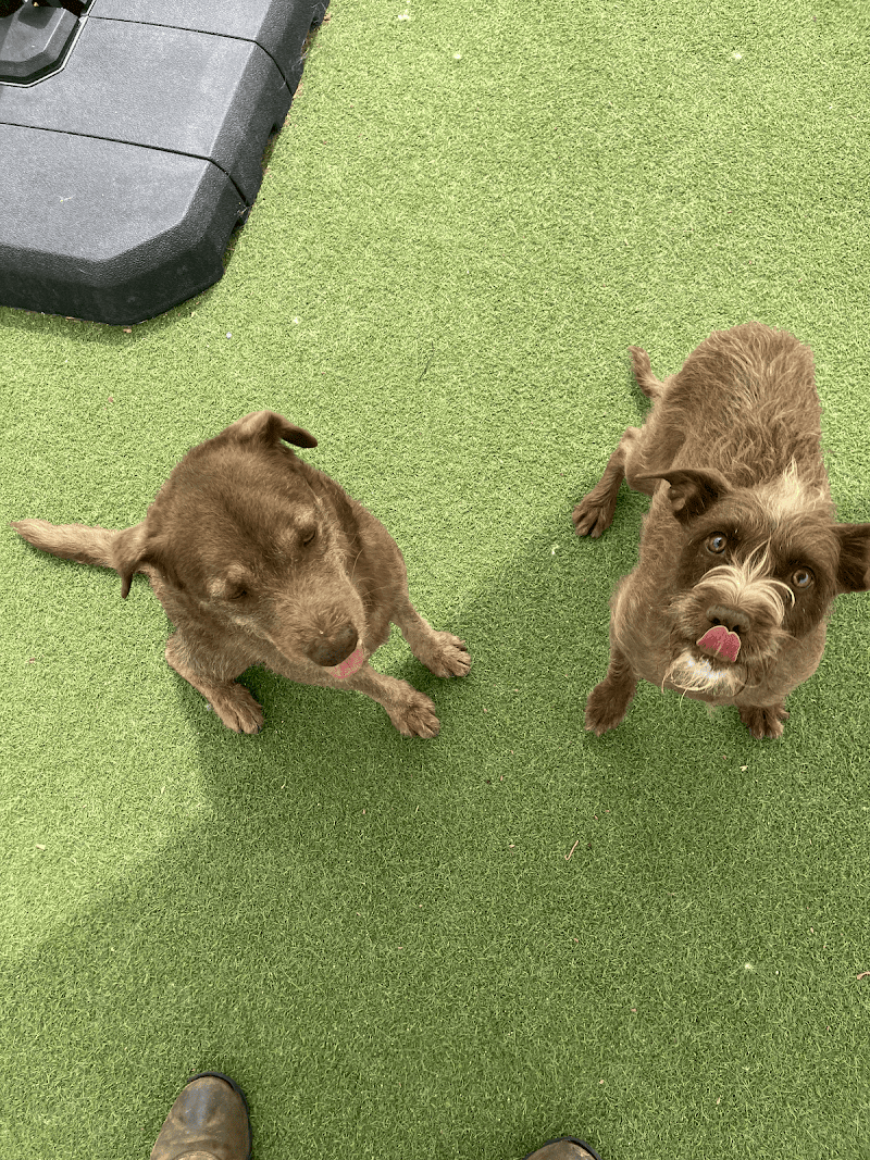 Fon Jon Dog Boarding and Daycare of San Diego — photo 3