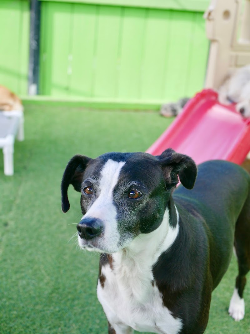 Fon Jon Dog Boarding and Daycare of San Diego — photo 4