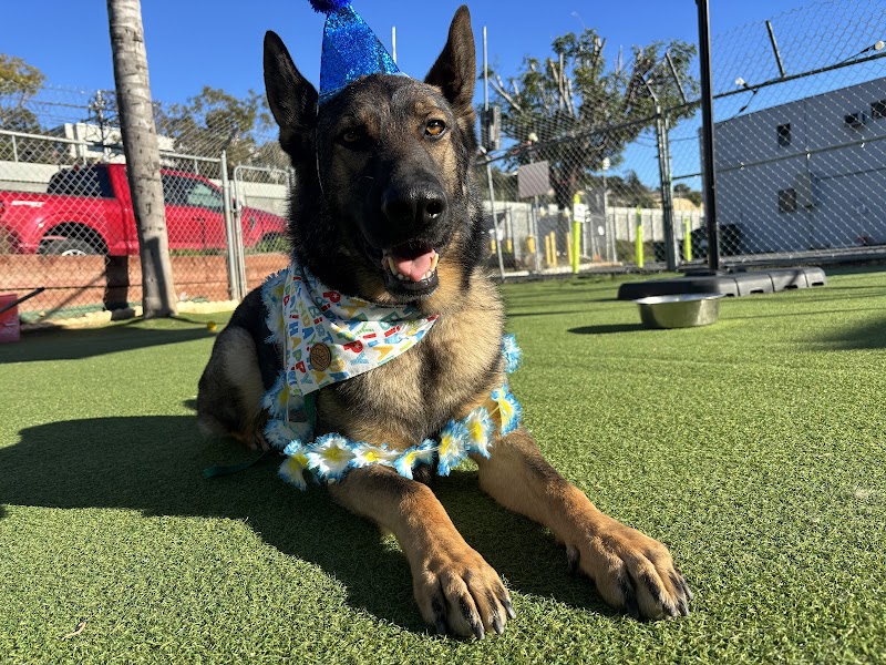 Fon Jon Dog Boarding and Daycare of San Diego — photo 5