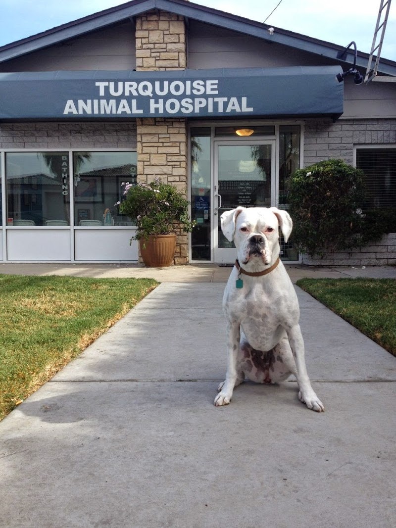 Turquoise Animal Hospital — photo 1