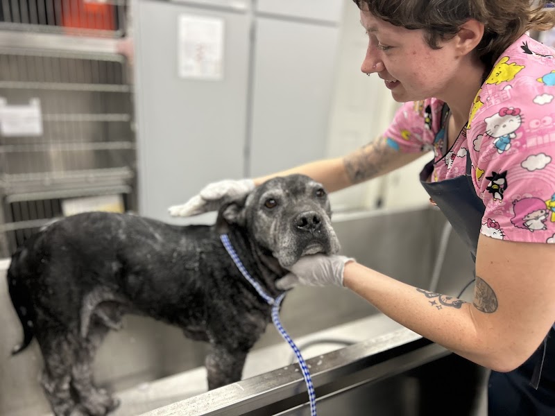 ABC Veterinary Hospital Pacific Beach — photo 2