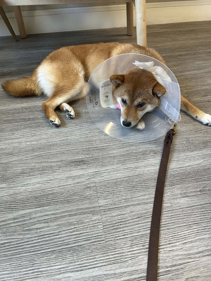 ABC Veterinary Hospital Pacific Beach — photo 4