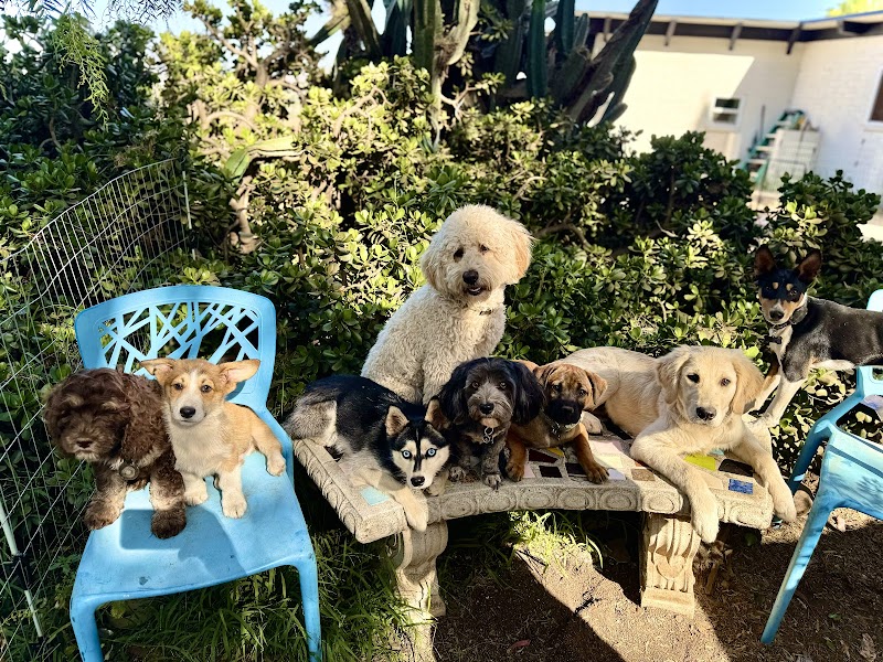 The Jungle Pet Resort — photo 3