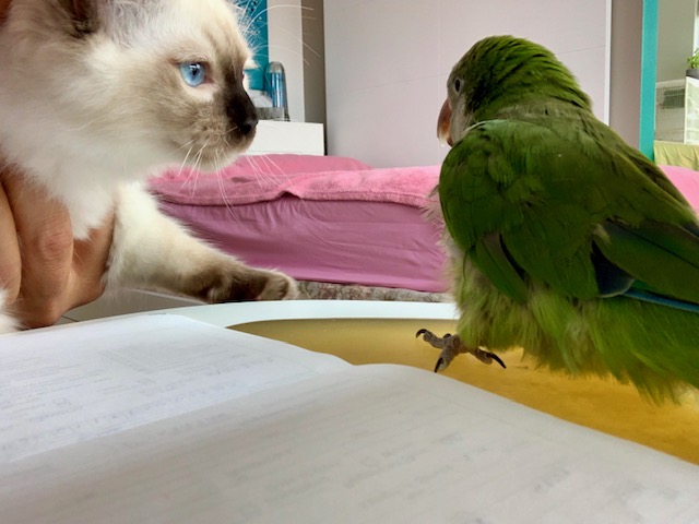 The Jungle Pet Resort — photo 4