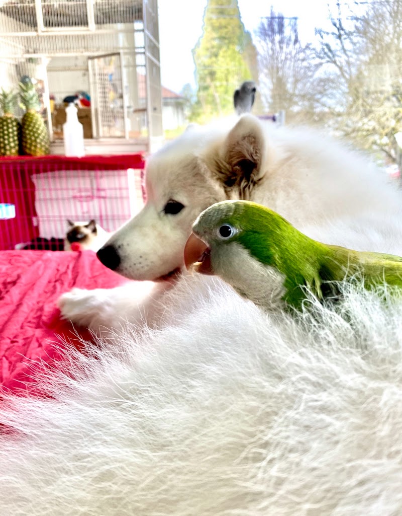 The Jungle Pet Resort — photo 5