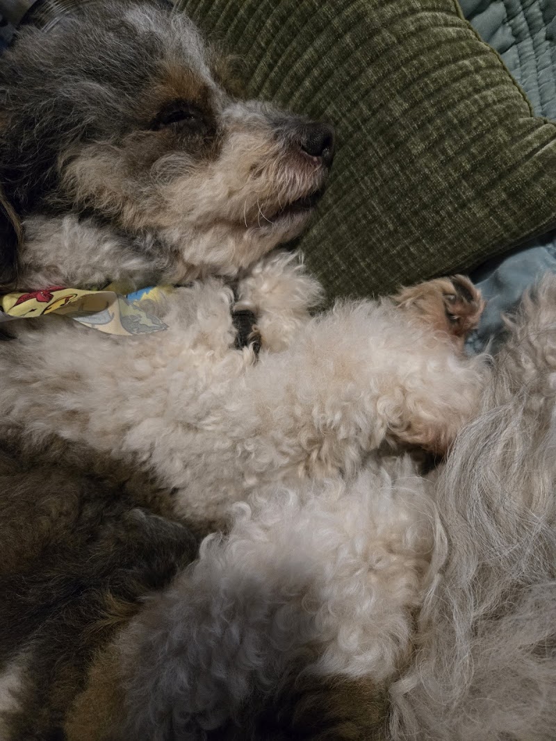 San Diego Pet Boarding — photo 3