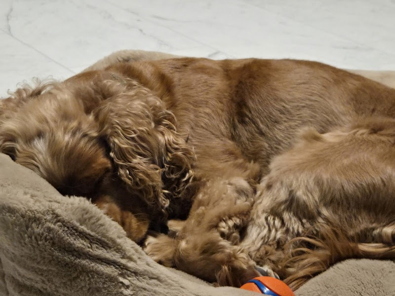 San Diego Pet Boarding — photo 5