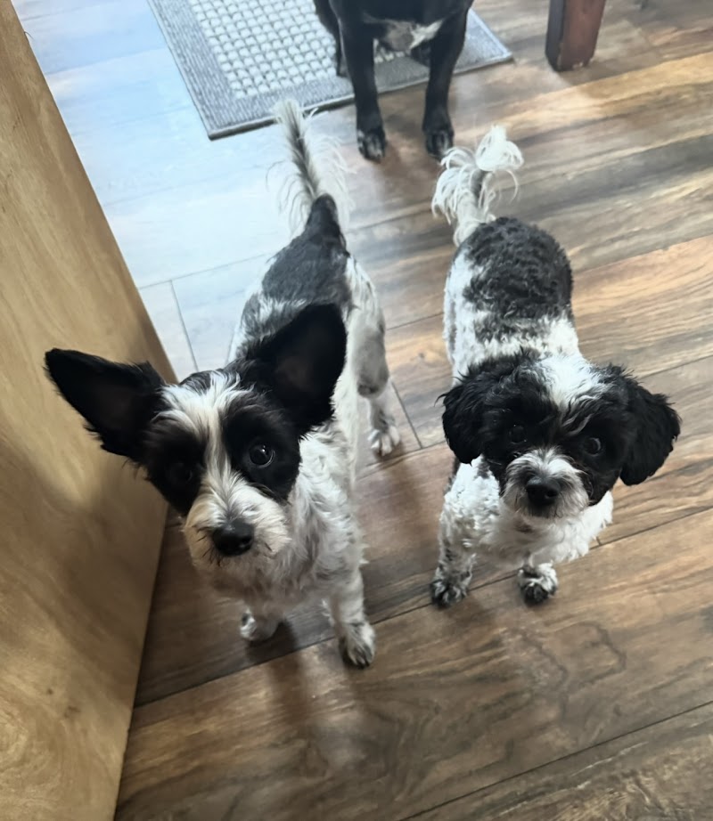 Raise The Wuff Mobile Dog Grooming — photo 3