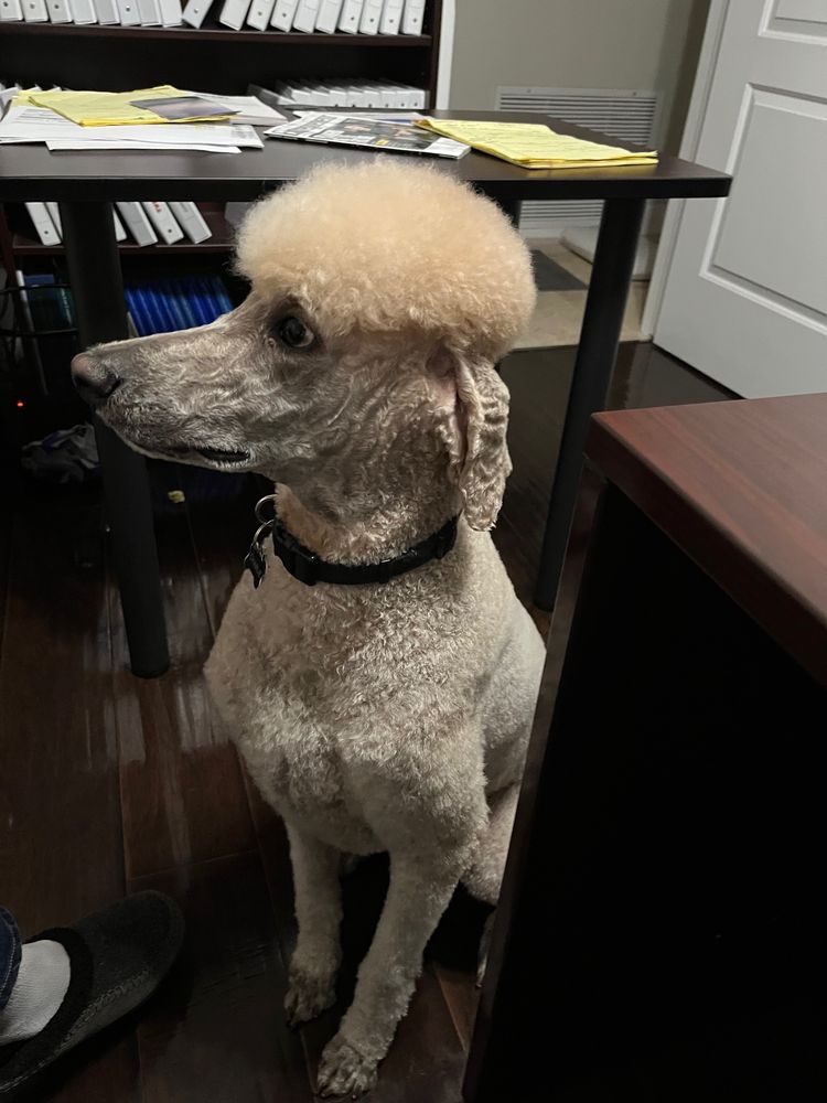 Raise The Wuff Mobile Dog Grooming — photo 4
