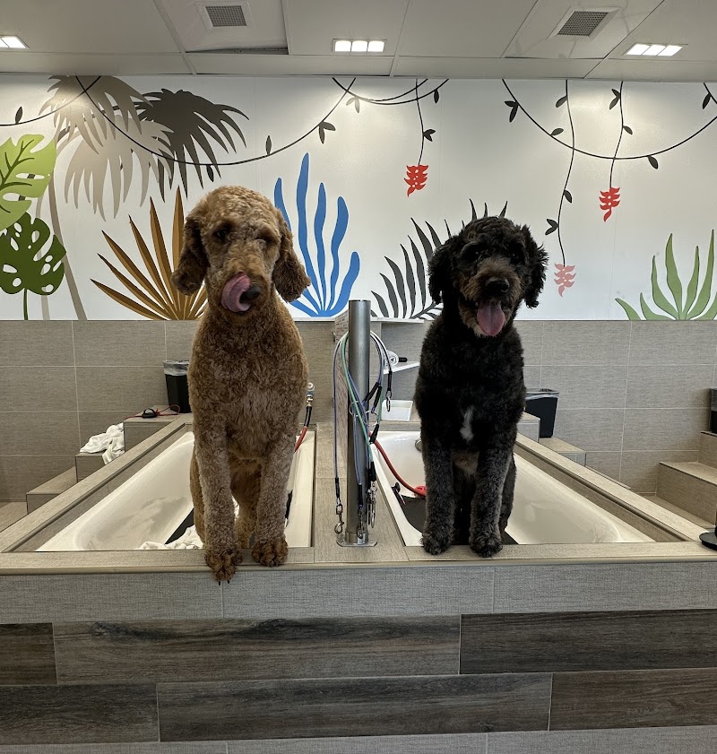 Dirty Dogs Mission Valley — photo 2