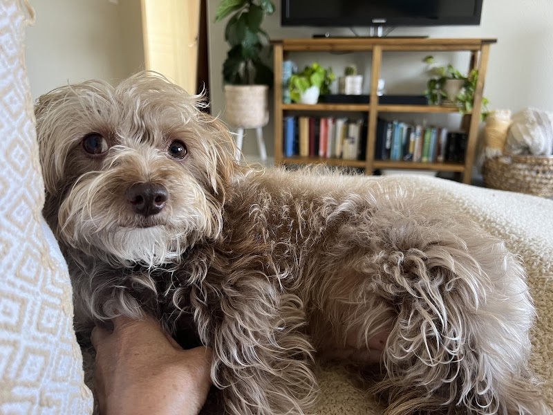 Aubry's Pet Care — photo 4