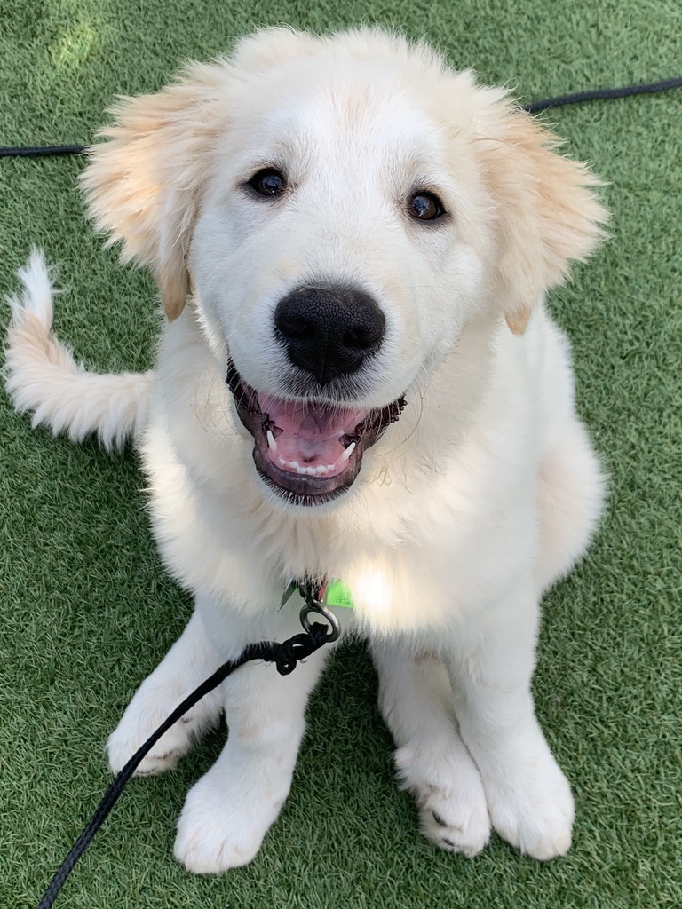Pacific Beach Pet Care — photo 3