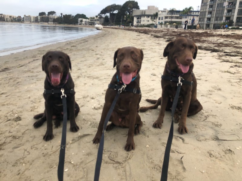 Pacific Beach Pet Care — photo 5
