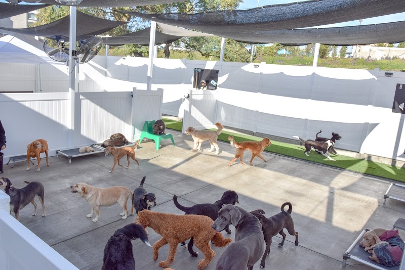 Dog Days San Diego — photo 2