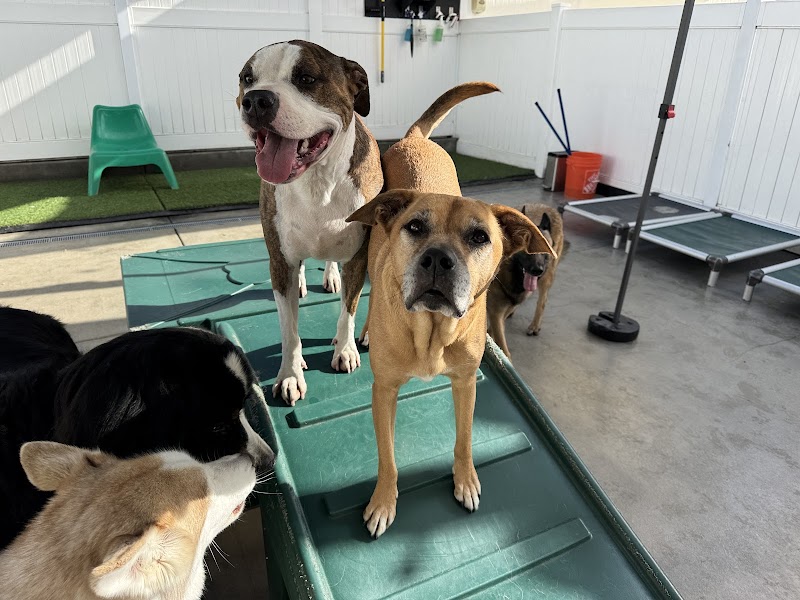 Dog Days San Diego — photo 3