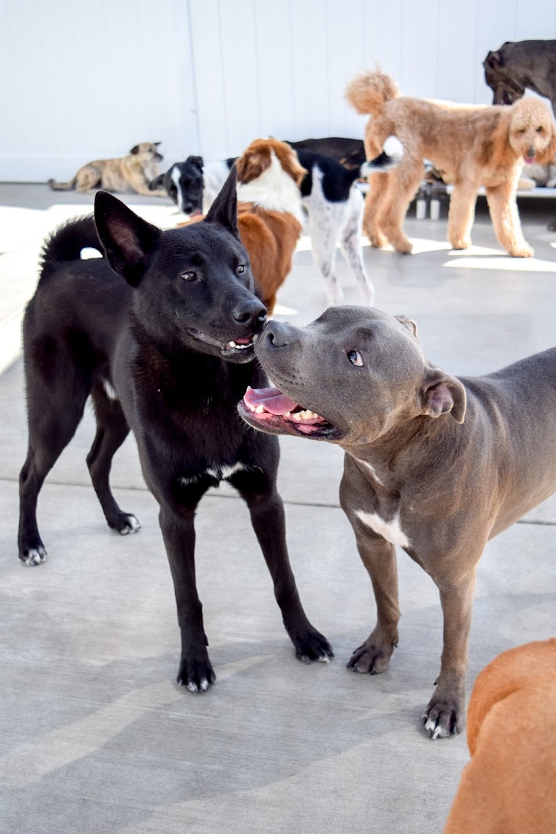 Dog Days San Diego — photo 4