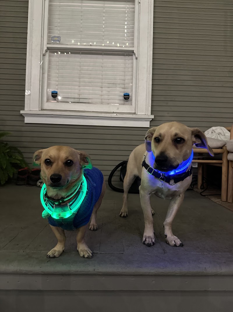Dog Days San Diego — photo 5