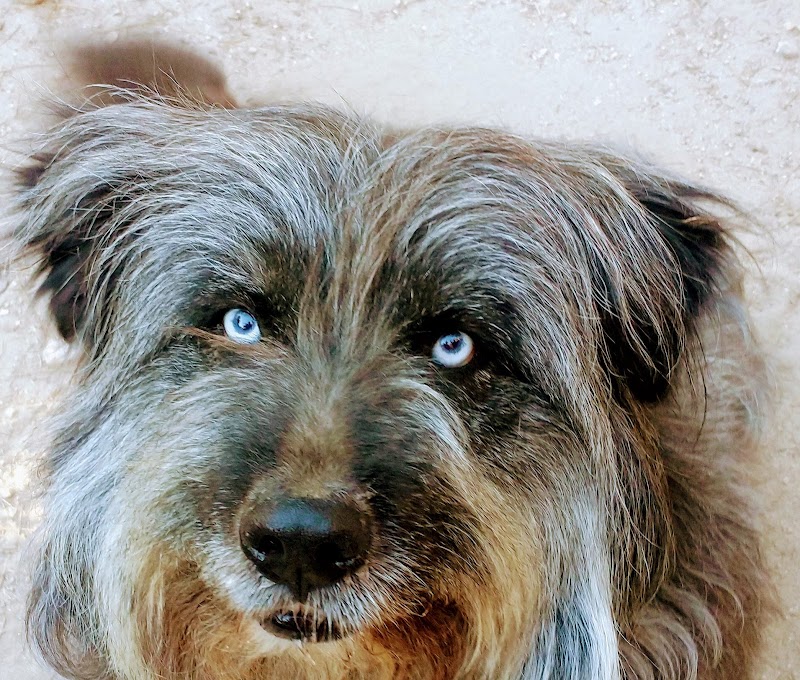 Posh Pet Nanny San Diego — photo 1