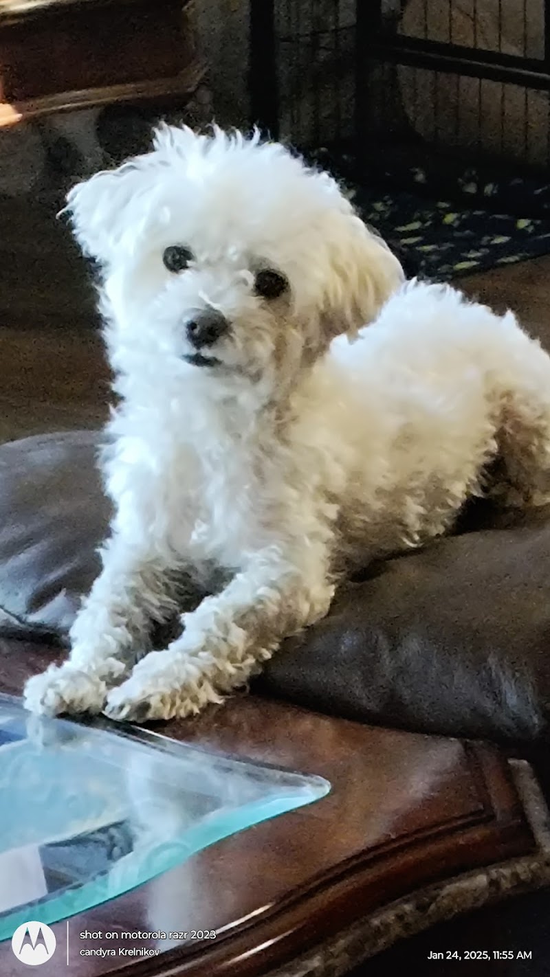Posh Pet Nanny San Diego — photo 2