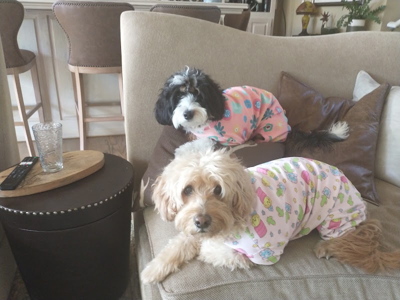 Posh Pet Nanny San Diego — photo 3