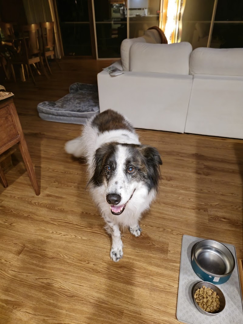 Posh Pet Nanny San Diego — photo 4