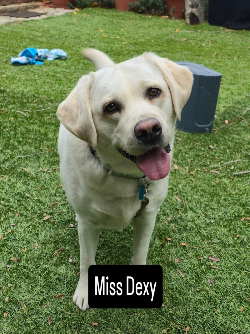 Posh Pet Nanny San Diego — photo 5