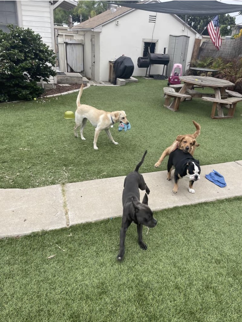 KM Dog Training and Boarding — photo 1