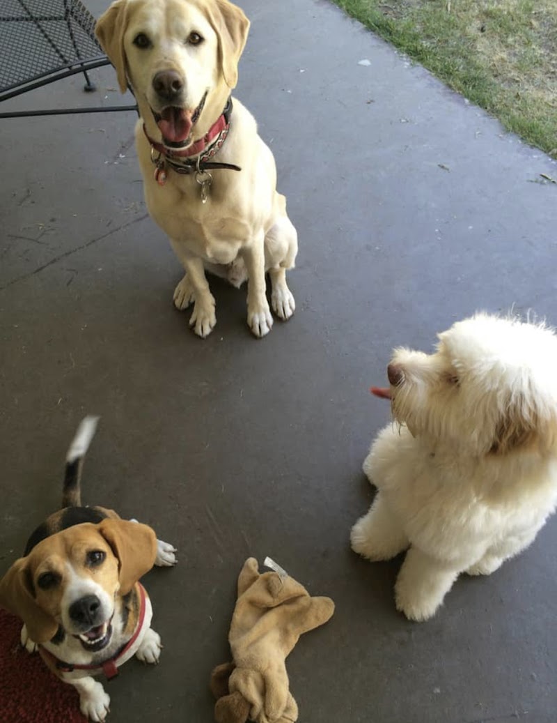 KM Dog Training and Boarding — photo 2