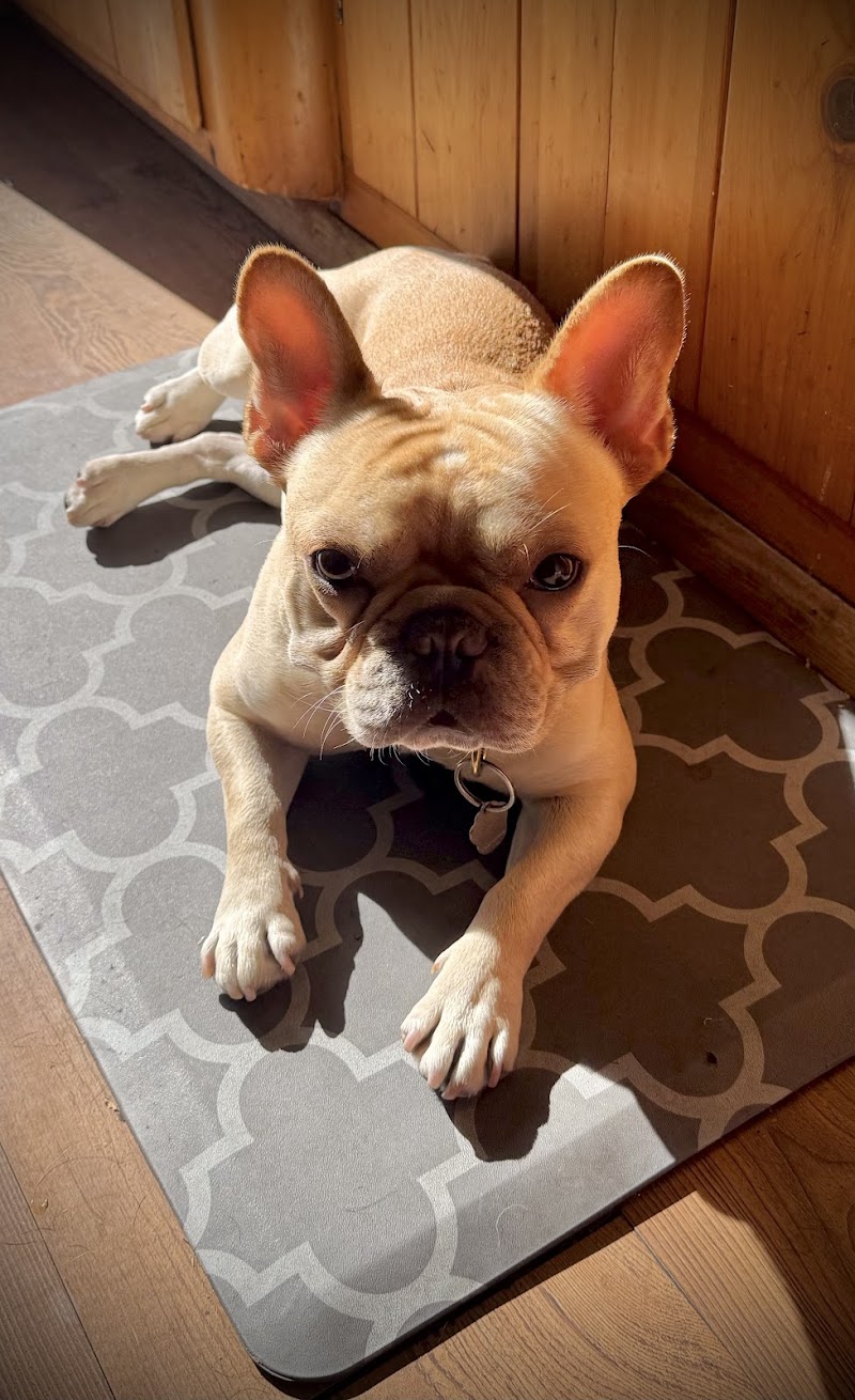 KM Dog Training and Boarding — photo 3