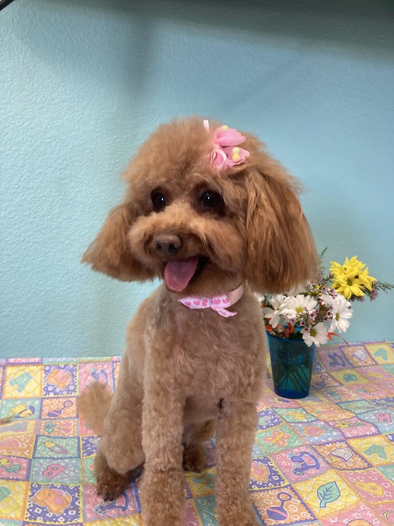 Salon BEYSHA Dog Grooming — photo 2