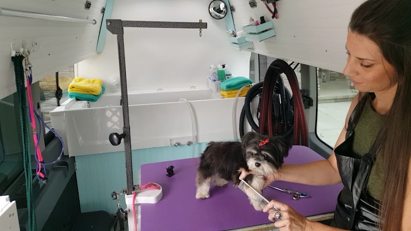 Salon BEYSHA Dog Grooming — photo 3