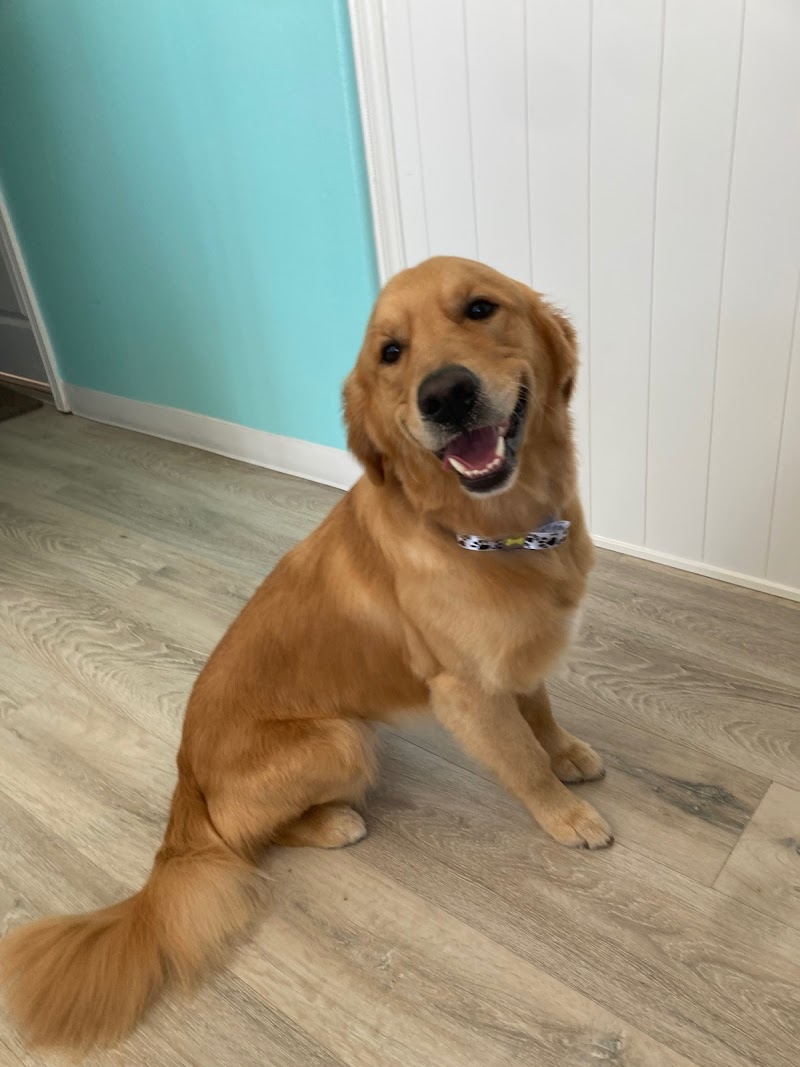 Salon BEYSHA Dog Grooming — photo 4