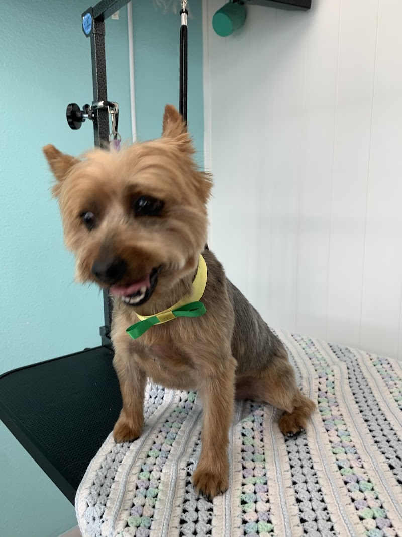 Salon BEYSHA Dog Grooming — photo 5