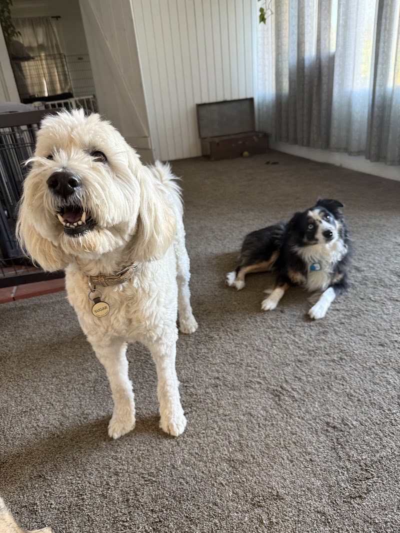 The Dog Lodge Daycare and Boarding — photo 1
