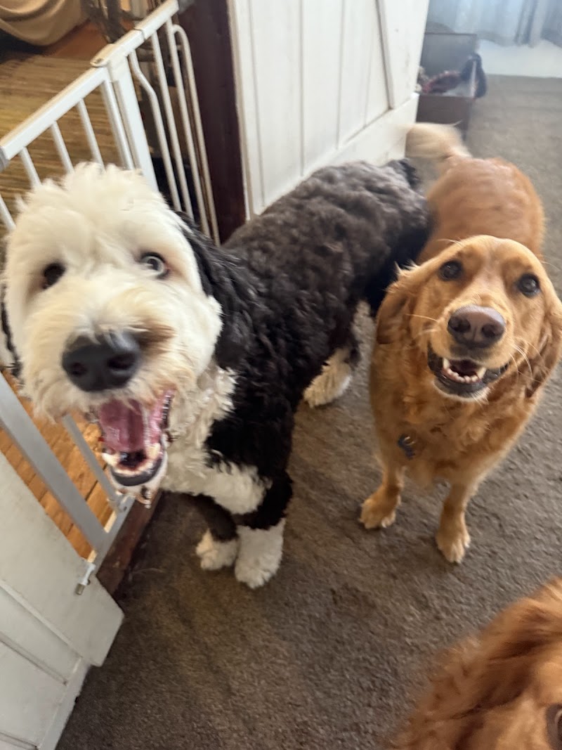 The Dog Lodge Daycare and Boarding — photo 2