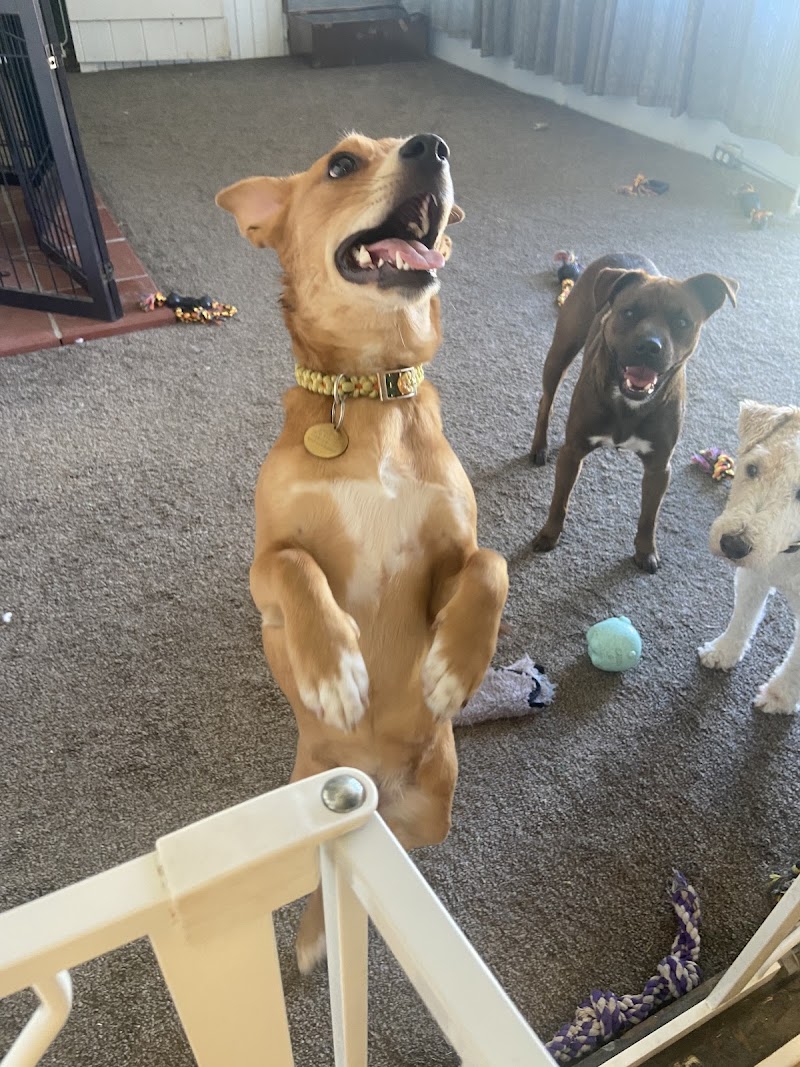 The Dog Lodge Daycare and Boarding — photo 4