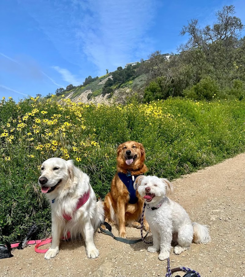The Dog Lodge Daycare and Boarding — photo 5
