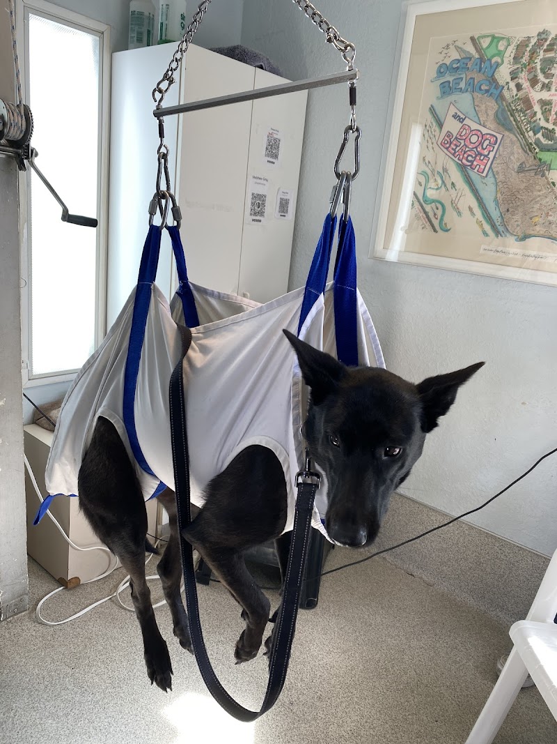 Dog Beach Dog Wash — photo 3